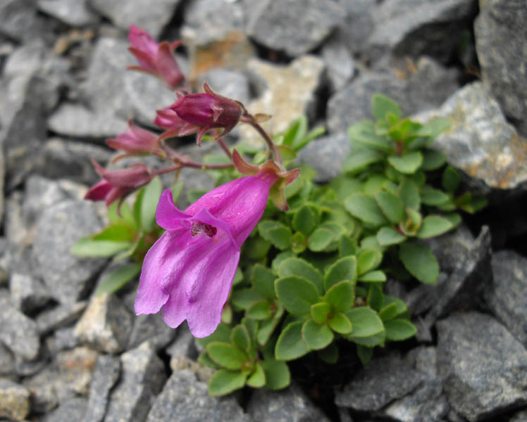 Penstemon rupicola photo